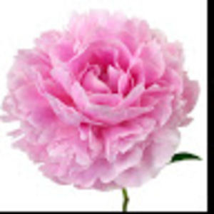 Meet your Posher, Claire